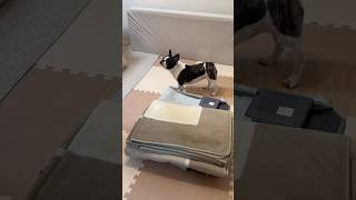 冬が待ち遠しくてテンションが上がるフレブル