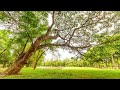 High Society Relaxing Music