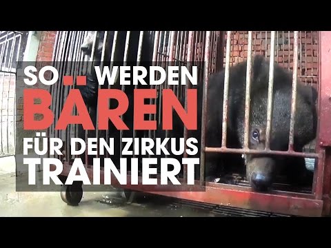 Bewertungen von Finalgon gegen Prostatitis Behandlung von Prostata-Adenom Kamille