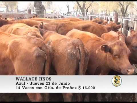 23-06-2016 Wallace Hnos - Azul - Venta de Vientres