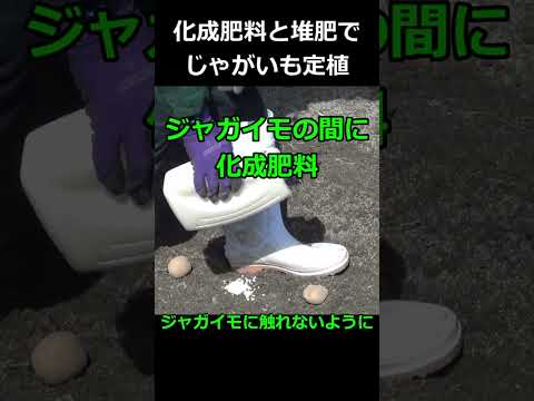  2023 年のジャガイモの植え付け時期は?それらをどのように選択すればよいでしょうか?正しく行うための簡単なヒント!  庭園