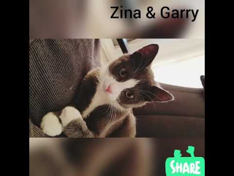 Funny cats so adorable Zina and Garry!