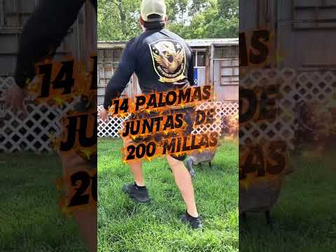 200 millas · Mini Derby Pure Michigan