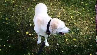 My Happiness Yellows!