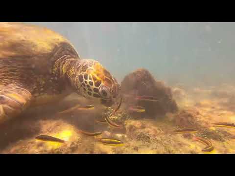 360 Tour, San Cristobal, Galapagos Islands — Highlights and Blog Post Review   🦈 🦭 🤩