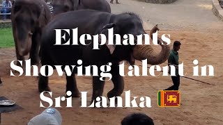 Elephants 🐘 showing Talent in Sri lanka 🇱🇰 | Elephant marching | Elephant dancing | playing | fun