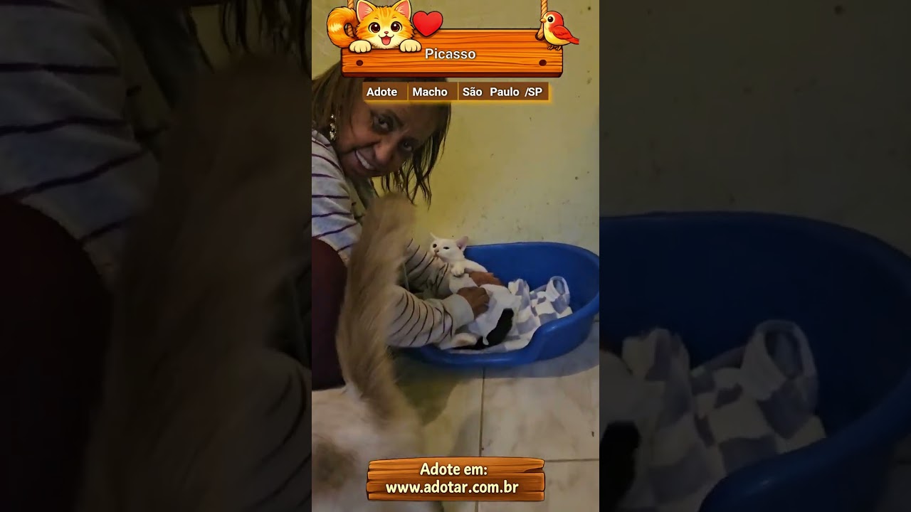 Gato raça SRD-ViraLata idade 2 anos nome Picasso (PCD)