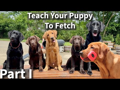 Teach Your Puppy To Fetch Part One| Labrador Retriever Puppy Training Session