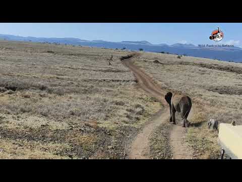 elephant with a tiny calf