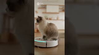 ルンバにのるねこ！