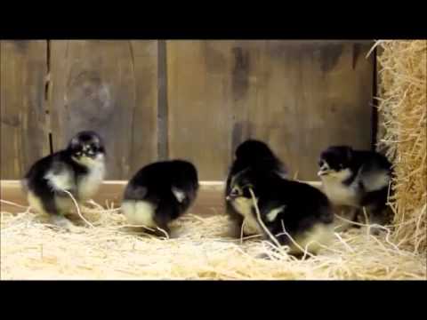 , title : 'Black Frizzle Cochin Bantam Chicks'