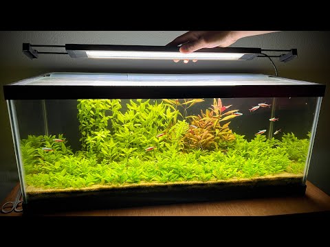 Fluval Plant 3.0 & Aquasky 2.0 - My Favorite Planted Aquarium Lights!