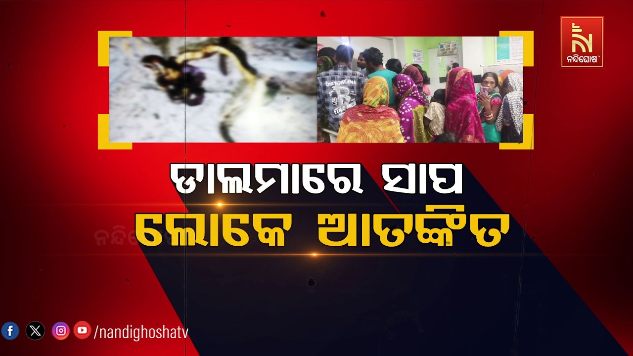 ଡାଲମାରେ ସାପ: ଲୋକେ ଆତଙ୍କିତ