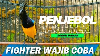 Download lagu 🔴 WAJIB COBA || PENJEBOL FIGHTER SOGON PALING BANYAK DI CARI‼️ #sogon #sogongacor #pancingansogon mp3 Download lagu 🔴 WAJIB COBA || PENJEBOL FIGHTER SOGON PALING BANYAK DI CARI‼️ #sogon #sogongacor #pancingansogon mp3