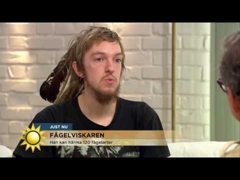 Fågelviskaren (skämt)