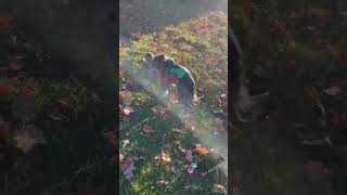 Zimní kombineza pro psa maskáč