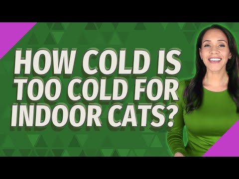 How cold is too cold for indoor cats?