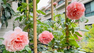 《歐的陽台花園》 #亞伯拉罕達比