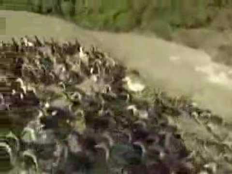 071230Jingjiangli Kaiping,Guangdong