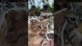 Kitty growing up➡️ https://youtu.be/o9z2DIsr26M?si=Y9nHgIcwZSgJv2_w