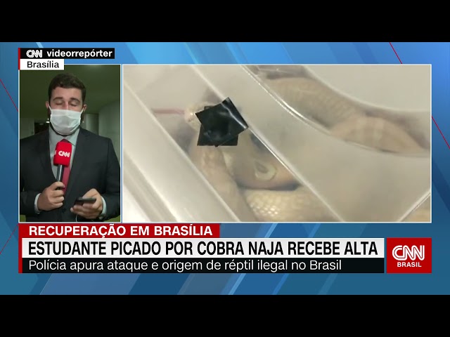 Cobras não são vilãs e têm papel fundamental na natureza - 18/08