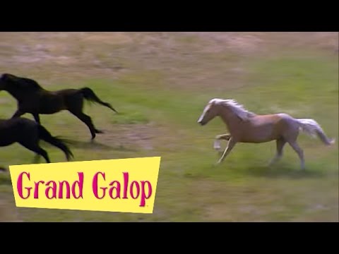 Grand Galop 226 - Une fin en beauté | HD | Épisode Complet