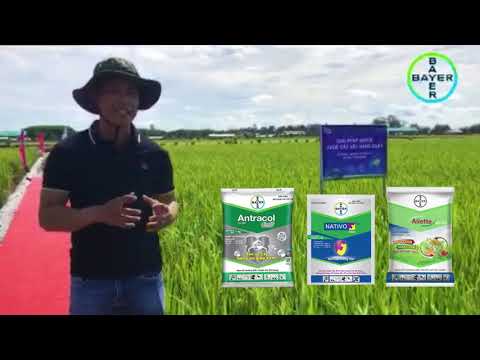 ANTRACOL, NATIVO, ALIETTE