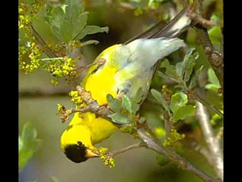 Video thumbnail for Редкая птица (The Rare Bird)