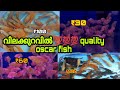 oscar fish wholesale price | ₹30 രൂപ മുതൽ monster fish | monster fish price & sale kerala | arapaima
