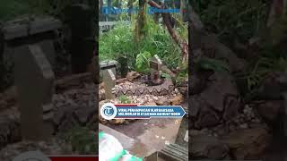 Download lagu Viral Penampakan Ular Raksasa Melingkar di Atas Makam Buat Ngeri mp3