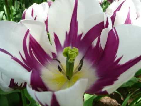 Paris Avenue - I want You (stellar Project remix)