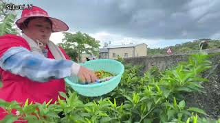 Download lagu Taiwan's heat ‼️ Sulastri 15 is still busy with work, inces watering herself. mp3