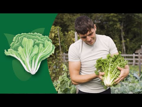 How to Grow Endive: A Complete Gardening Guide