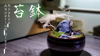 最近ミニ鉢にはまってるのでコケリウムつくた【アクアリウムダイアリー#10】200513