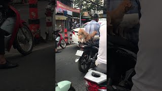 animales cachorros en la moto