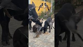 Download lagu 🐈🐦#வேனுமா இல்ல வேனா வேனா#skyfire#viralvideo#shorts #shortsfeet#cutebird#viwesforlikes #2026shorts🐂 mp3