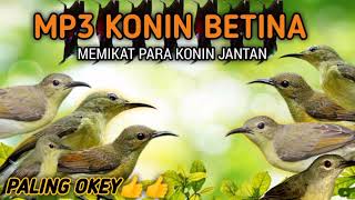 Download lagu suara pikat burung Kolibri ninja betina! terbaik untuk memikat konin jantan mp3 Download lagu suara pikat burung Kolibri ninja betina! terbaik untuk memikat konin jantan mp3