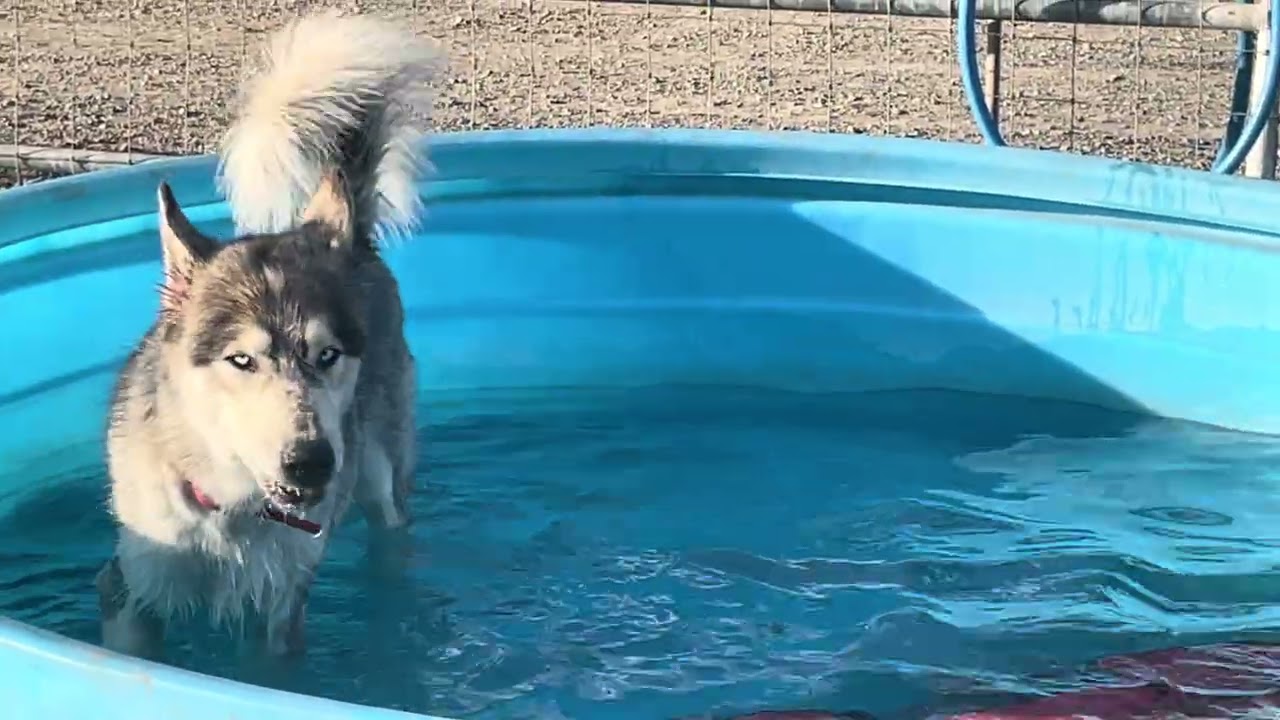 Enlarge Maverick, a Adoptable Siberian Husky in Manteca, CA video 3/6