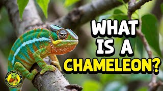 What Is a Chameleon? | Learn About Chameleons for Kids | Animals Made Easy