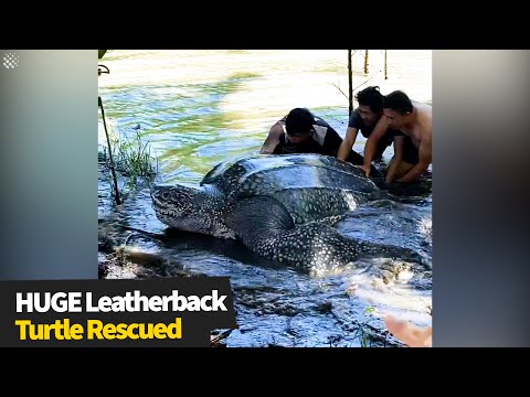 Huge leatherback turtle released after becoming trapped in swamp | Animal Rescue