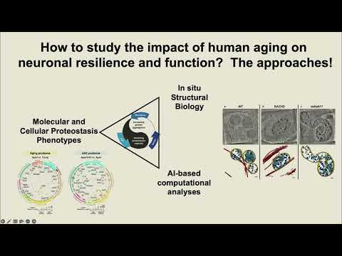 Role of proteostasis and organelle homeostasis in brain resilience during aging