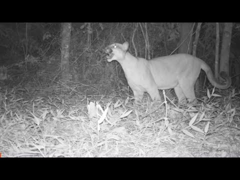 Onças pardas são registradas em Nova Friburgo. Confira o vídeo