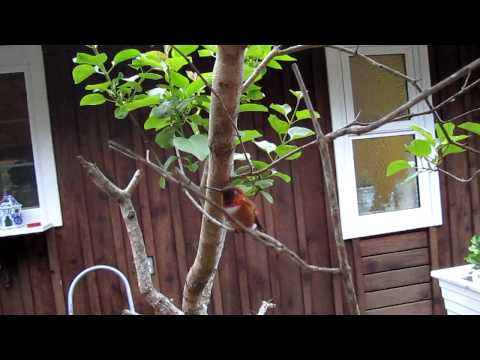 A Male Rufous Hummingbird Attacks!