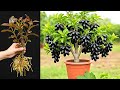 Just 2 Bananas You Can Grow A Java Plum Tree That Produce Fruit For Many Years