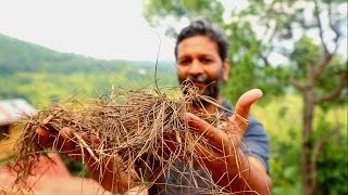 India: The Power of Pine Needles