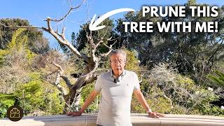 Turning a Large Landscaping Tree into Living Art | Bonsai-Inspired Pruning