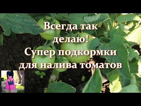 , title : 'Срочно! Чем подкормить томаты для роста и налива плодов, если завязь не растет. Кусты ломятся!'