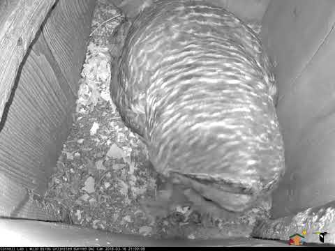 Male Barred Owl Delivers Frog to Incubating Female, March 16, 2018