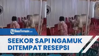 Viral Seekor Sapi Ngamuk di Tempat Resepsi Pernikahan, Komentar Warganet Jadi Sorotan