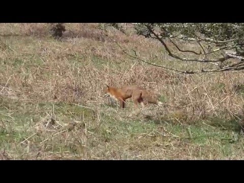 Fox catching and eating prey on Dartmoor